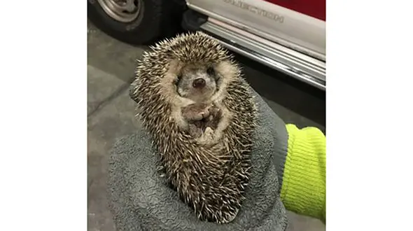 نجات جوجه تیغی گرفتار در اصفهان+ عکس 