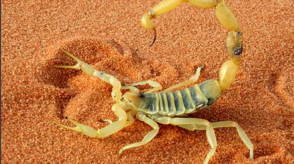 مرگ دختر دبستانی با نیش عقرب