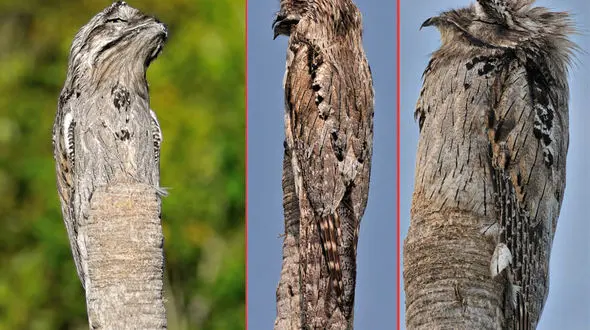 آواز ترحم‌ برانگیز ننه من غریب / پنهان شدن در تنه عریان + عکس