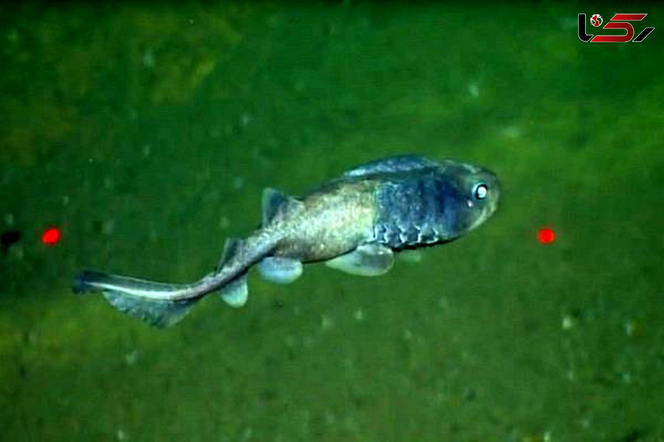 عجیب ترین ماهی که بدون اکسیژن زندگی می کند