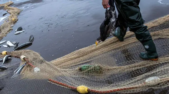 سازمان محیط زیست خود را متولی حفاظت از آبزیان نمی داند/زنگ هشدار انقراض تنوع زیستی آبزیان دریای خزر/ 5 گونه ارزشمند ماهی خاویاری در خطر 