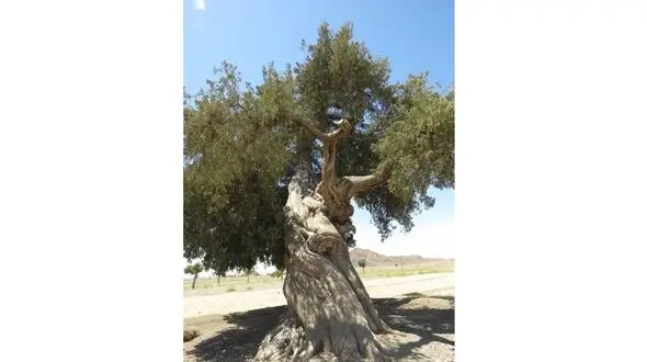 
وقف یک فنجان آب برای نجات درخت سرو کهنسال
