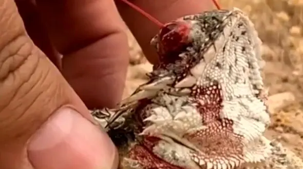 خون سلاح دفاعی این مارمولک است + فیلم