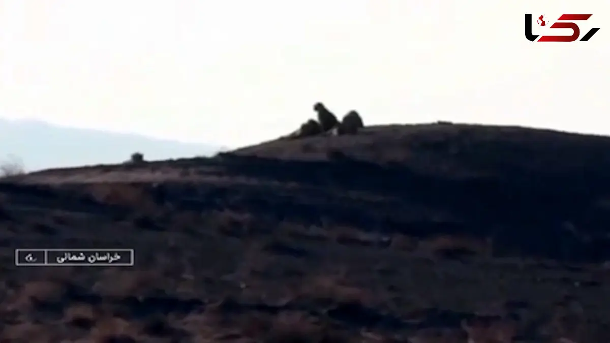 فیلم مشاهده ۶ یوزپلنگ در میاندشت خراسان شمالی