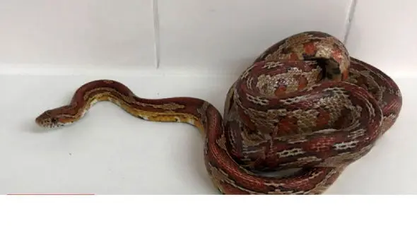 مار مخفی شده ای که زن جوان را در توالت شوکه کرد! + عکس