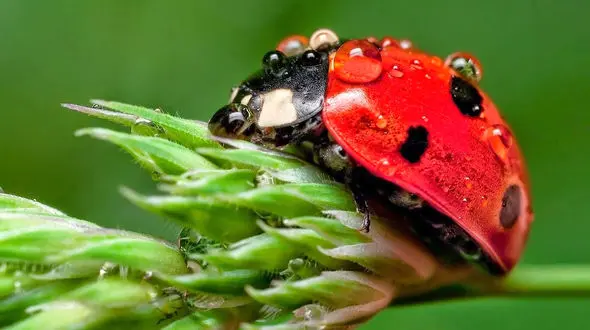 کفشدوزک‌ ها از لنز آیفون: سفر به جذاب‌ ترین دنیای کوچک طبیعت