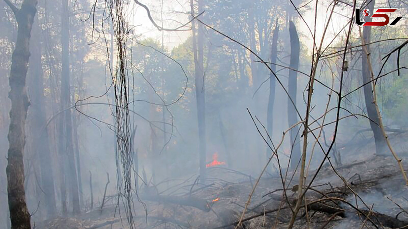آتش سوزی در جنگل‌های کجور نوشهر  