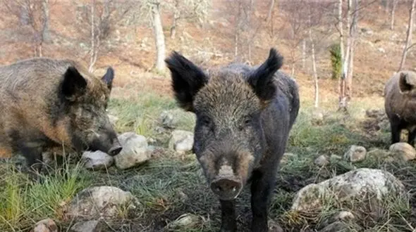 حمله گراز وحشی به کشاورز روستایی/  در نیکشهر رخ داد