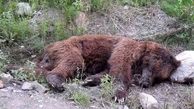  لاشه یک قلاده خرس در تنگ گنجه ای بویراحمد پیدا شد 