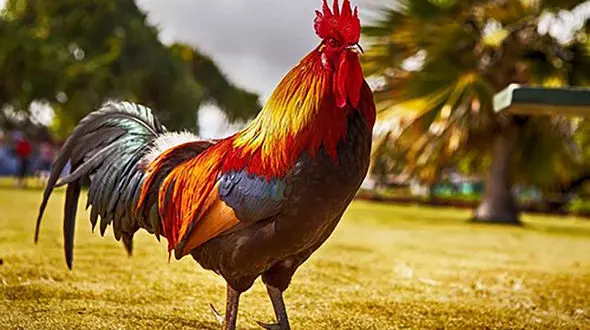 خروس بخورید!