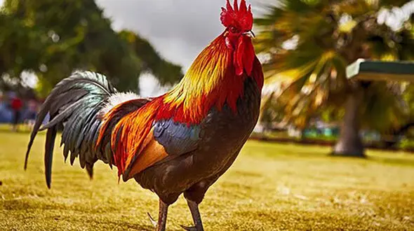 خروس بخورید!