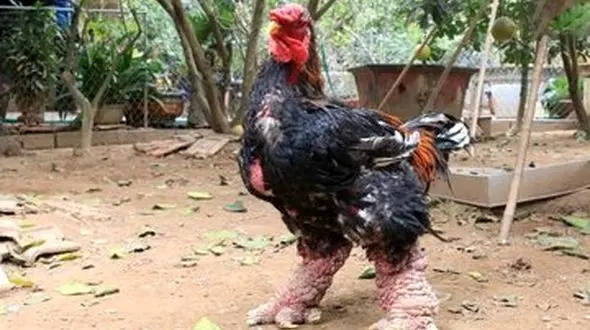 مرغ اژدها عجیب‌ترین مرغ خانگی در جهان! / ژست مدلینگی او را ببینید!