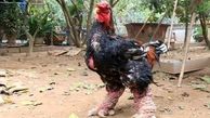 مرغ اژدها عجیب‌ترین مرغ خانگی در جهان! / ژست مدلینگی او را ببینید!