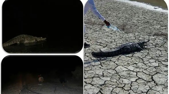 زنده گیری یک سر تمساح در سرباز + عکس
