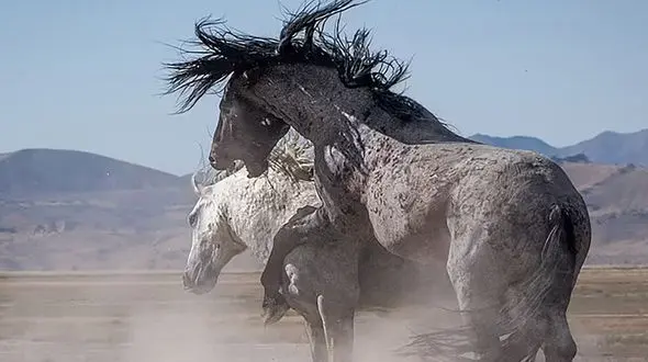 عکس قاصد اسب سوار انگلیسی در ایران