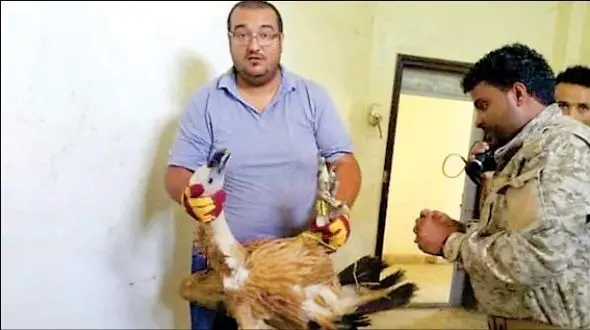 این کرکس به جرم جاسوسی دستگیر شد / در یمن اتفاق افتاد+عکس