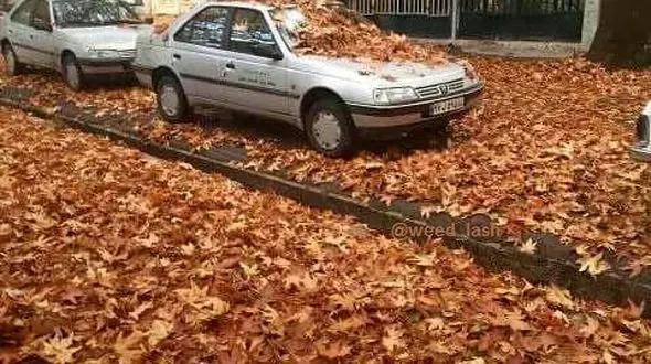 حکم جالب شهرداری ایلام در خصوص برگ های پاییزی+عکس