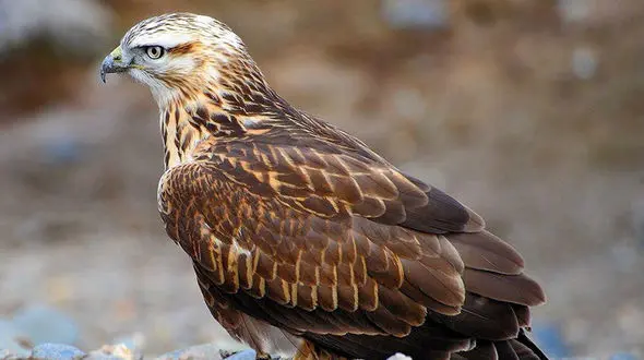 دستگیری فروشنده پرنده شکاری در تبریز