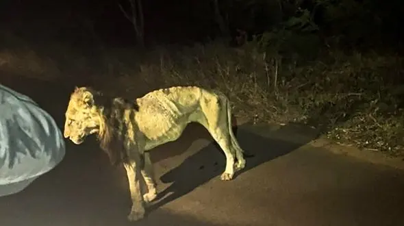 ویدئوی دلخراش از آخرین روزهای زندگی پیرترین شیر آفریقا / دلتان کباب می شود !