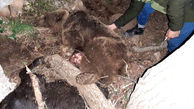 خرس نگونبخت به تله پلنگ مازندران افتاد + فیلم و عکس