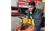 نجات گورکن زخمی توسط تیم آتش نشانی شهرداری لشت نشا