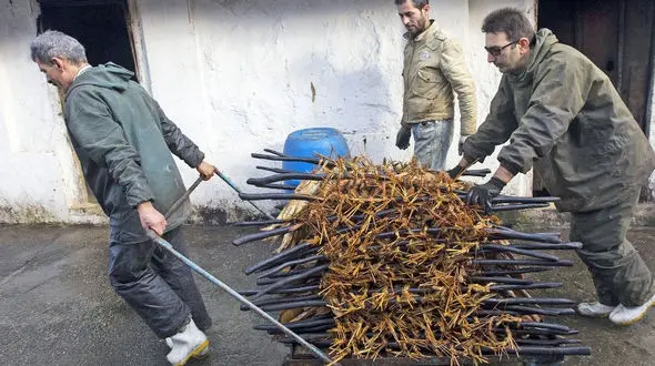 طرز تهیه ماهی دودی در بندر انزلی با عکس 
