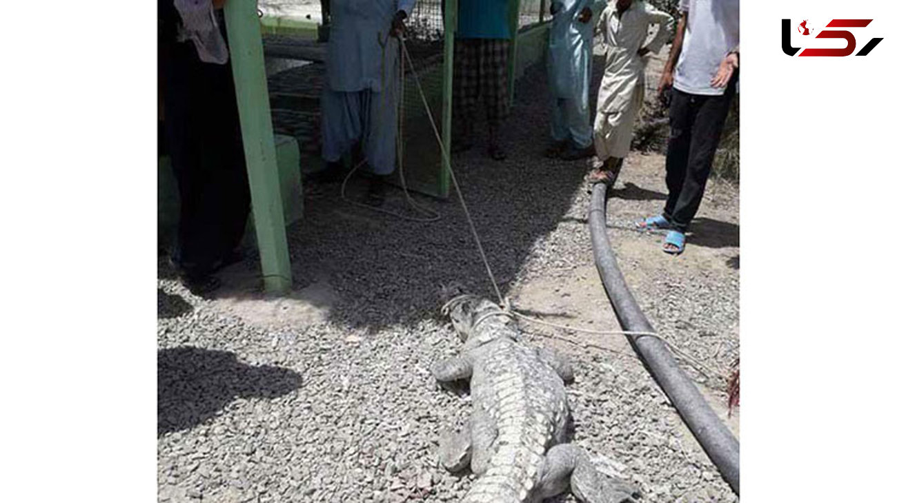 وحشت مردم از تمساح سرگردان در چابهار +عکس
