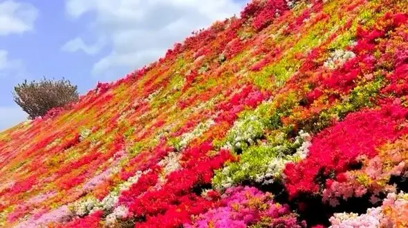 از سپیدی برف تا عطر بهار