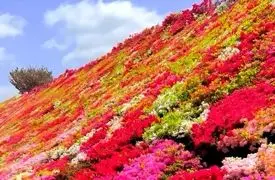 از سپیدی برف تا عطر بهار