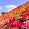 از سپیدی برف تا عطر بهار