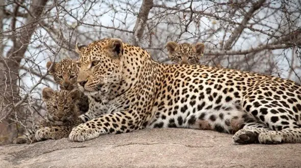 حمله سگهای گله به پلنگ مادر در خراسان شمالی 