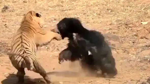 نجات توله خرس از چنگال ببر + فیلم