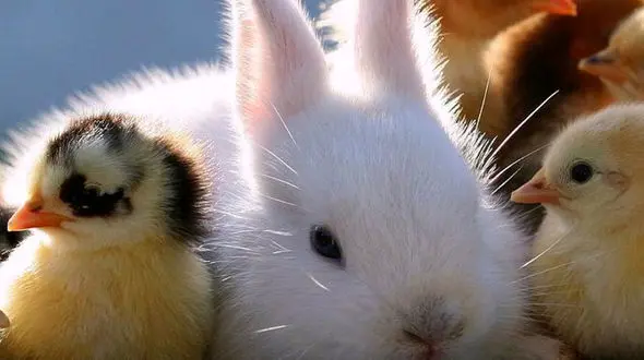 از موش باهوش تا حمله خرس  