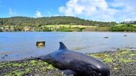 مرگ دردناک دلفین‌ها در ساحل بر اثر آلودگی نفتی + تصاویر
