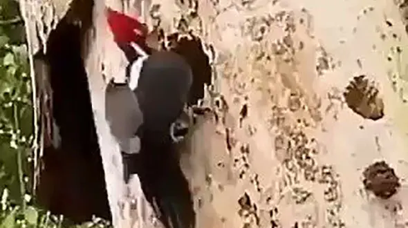 تلاش ستودنی یک مادر برای نجات جان فرزندانش + فیلم