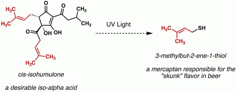  سیس-ایزوهومولون، یک ایزو‌اسید آلفای مطلوب بر اثر نور به ۳-متیل-۲-بوتن-۱-تیول (MBT) تبدیل می‌شود: ترکیبی گوگردی که مسئول طعم «اسکانک» یا بوی بد در ماءالشعیر است