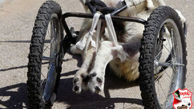  ویلچری شدن سگ گله پس از تیر خوردن + عکس هایی که اشک در می آورند !