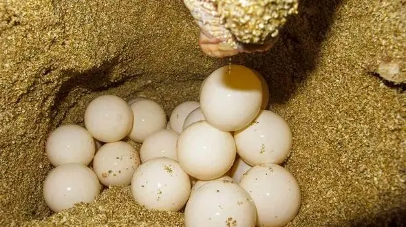 تخم گذاری ۷۴ لاک پشت پوزه عقابی در سواحل قشم