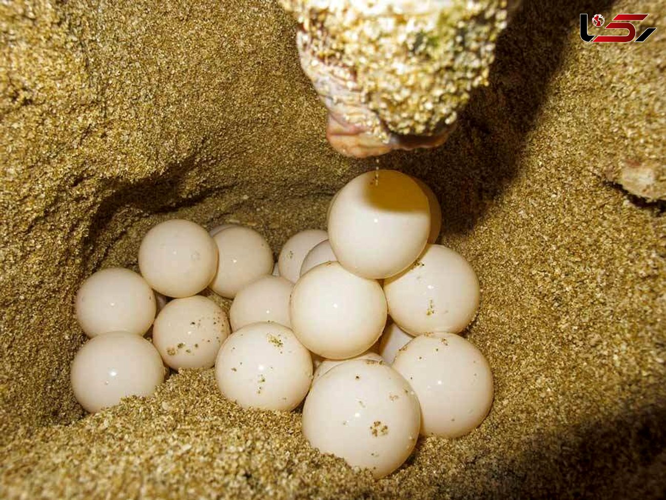 تخم گذاری ۷۴ لاک پشت پوزه عقابی در سواحل قشم