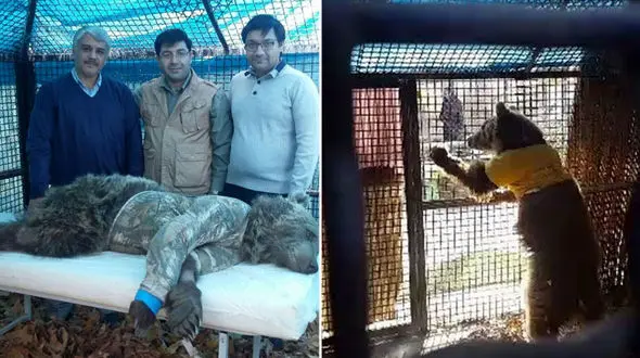 این خرس پس از تصادف در گچسر به انسان ها حمله می کند! + فیلم جالب