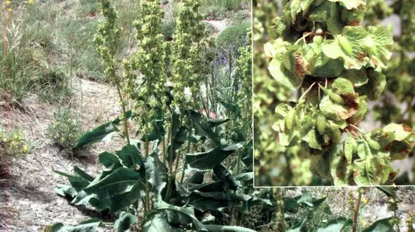 گیاه ترشک چه خواصی دارد؟