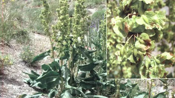 گیاه ترشک چه خواصی دارد؟