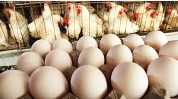 قیمت جدید مرغ اعلام شد / مرغ گران می شود ؟!