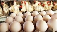 شش میلیون و ۷۰۰هزار قطعه مرغ تخم‌گذار در قم موجود است