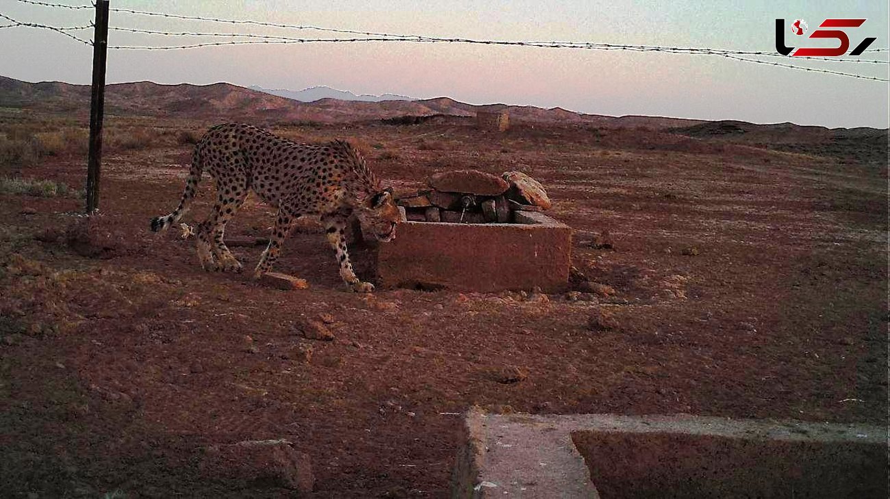شکار یک عکس  از  یوزپلنگ در پناهگاه میاندشت جاجرم