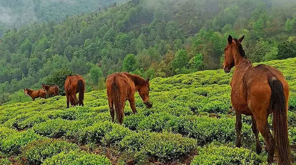 تاحالا به املش سفر کردی؟
