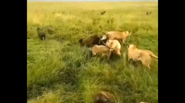 لحظه دعوای کفتارها و شیرها / فیلم