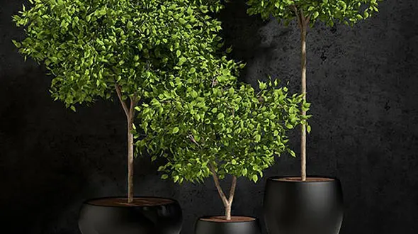 6 گیاهی که نباید جا به جا کنید