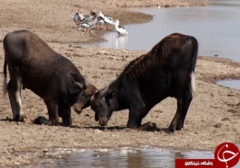 هورالعظیم