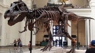 سرقت استخوان های دایناسور توسط 3 دانشجو و 2 کارمند